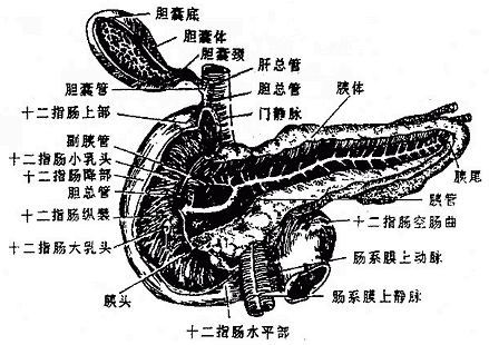 五,小肠 小肠small intestine是消化管中最长的一段,成人全长约5-7米.