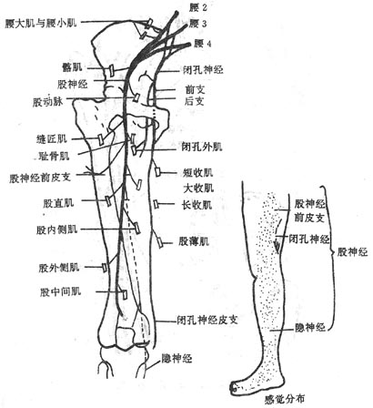 图4-28 股神经与闭孔神经 坐骨神经在腘窝上方分为胫神经和腓总神经