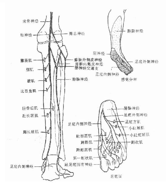 首页 科研教学 专业知识  图4-31 胫神经 五,下肢各戴面结构(图4—33