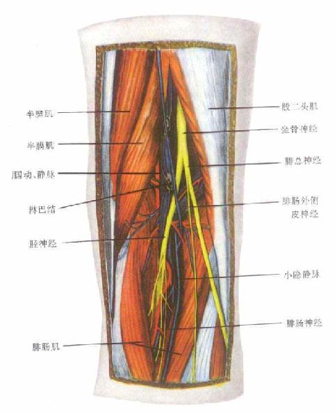 图14-75     腘窝