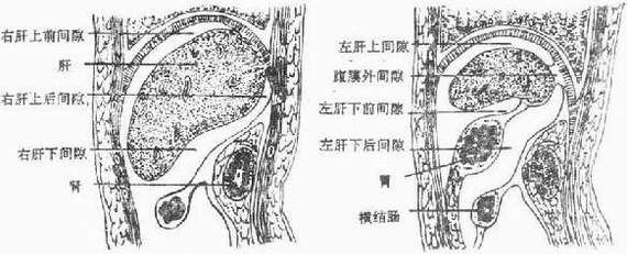 第二节 腹膜和腹膜腔 一、腹膜的结构和功能概述 腹膜peritoneum属于浆膜,由对向腹膜腔表面的间皮及其下面的结缔组织构成,覆盖于腹、盆腔壁的内面和脏器的外表,薄而透明,光滑且有光泽。依其覆盖的部位不同可分为壁腹膜parietal peritoneum或腹膜层和脏腹膜visceral peritoneum或腹膜脏层。前者被覆于腹壁、盆壁和膈下面;后者包被脏器,构成脏器的浆膜。两者互相延续构成腹膜囊。男性腹膜囊是完全封闭的,女性由于输卵管腹腔口开口于腹膜囊,因而可经输卵管、子宫和阴道腔而与外界相通。腹膜