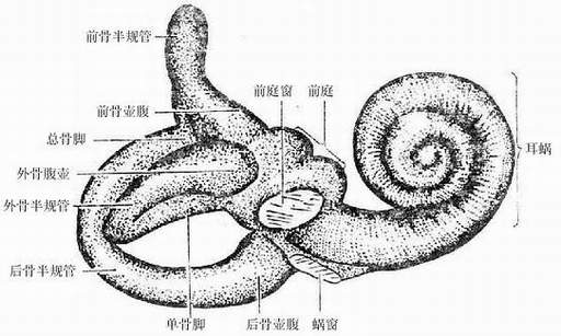 图10-37    骨迷路