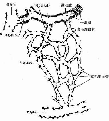 首页 科研教学 专业知识 五,微循环的血管 校对时间: 99-11-24 9:12图片