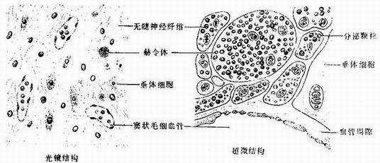 部分毛细血管血液经垂体下静脉汇入海绵窦(图11-12).