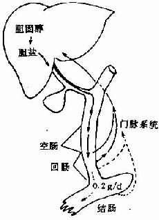 胆囊收缩素也能刺激胆管上皮细胞,使胆汁流量和hco  的分泌增加,但其