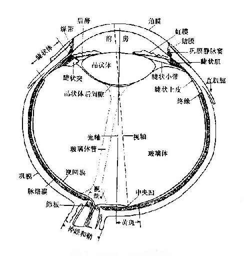 图9-2 眼球的水平切面(右眼) 一,眼的折光系统及其调节 当光线由 空气