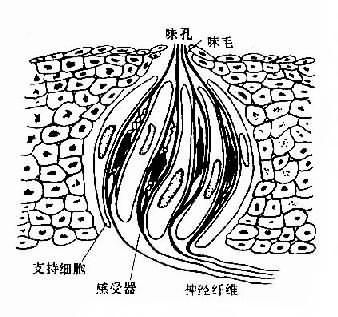 第三军医大学第二附属医院-新桥医院