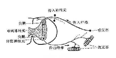 其范围较窄,例如膝跳反射的中枢在腰脊髓,角膜反射的中枢在脑桥