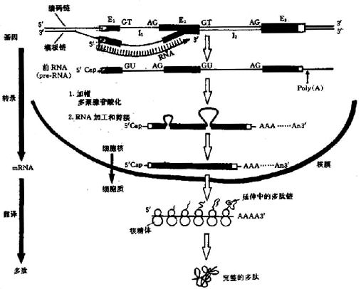 03701.jpg (67732 �ֽ�)