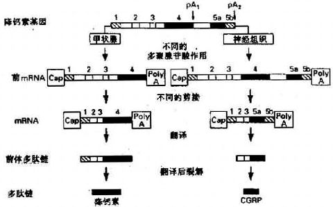 03901.jpg (38964 �ֽ�)