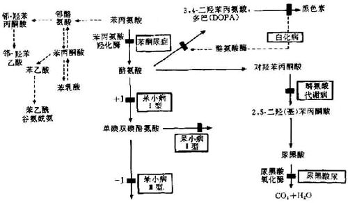 第三军医大学第二附属医院-新桥医院