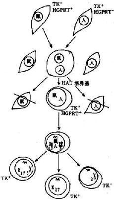 10401.jpg (52657 �ֽ�)