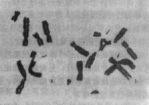 11901.jpg (20354 �ֽ�)