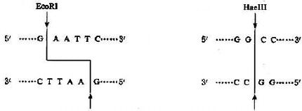 15801.jpg (16150 �ֽ�)