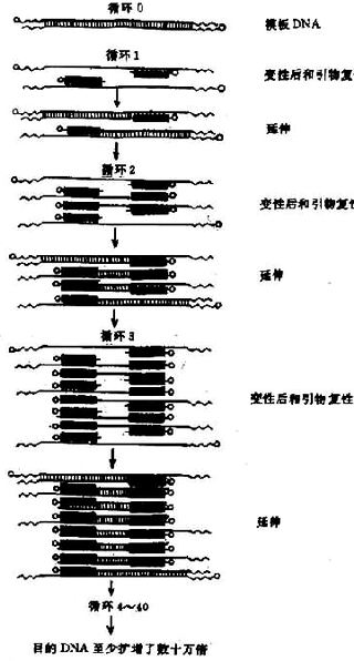 在较低的温度,引物将与待扩增的dna链复性结合,然后的聚合酶的作用下