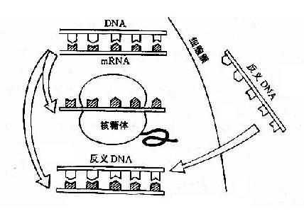 17201.jpg (39778 �ֽ�)