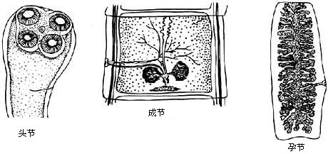 首页 科研教学 专业知识  区别点 猪带绦虫 牛带绦虫 1.