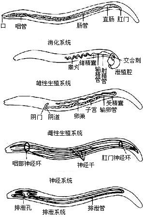 图16-3  线虫内部结构模式图 2.