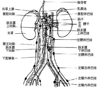 图16-21  腹部,盆腔内主要淋巴结与淋巴管示意图