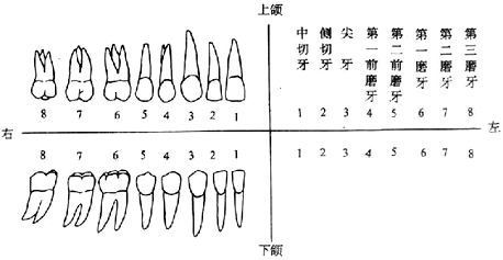 2,3,4,5,6,7,8代表,乳牙用罗马数字Ⅰ,Ⅱ,Ⅲ,Ⅳ,Ⅴ代表,乳牙名称及