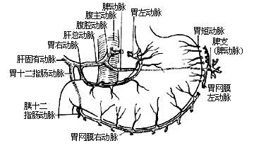 5-5 分离大,小弯后,胃的血液供应 图5 分离胃底