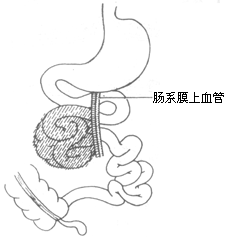 结肠隐窝位置图图片