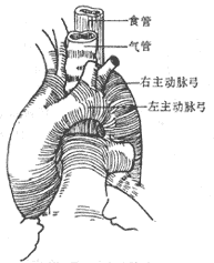 (1)显示双主动脉弓