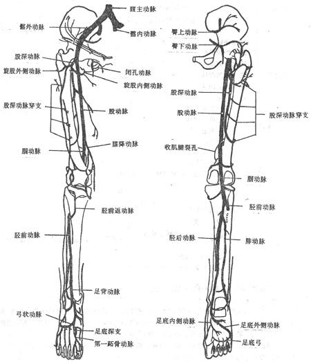 图4-27 下股动脉示意图 表4-2 下肢动脉及其分支简表