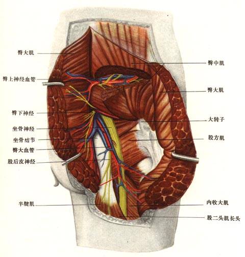 臀部解剖位置名称图图片
