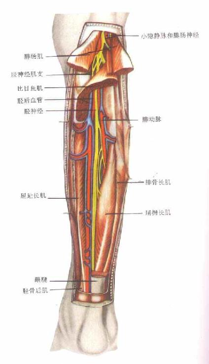 腿的示意图部位名称图片