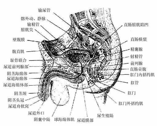 图9-30  阴茎横断面 (七)男性尿道male urethra(图9-10,31) 为排尿,排