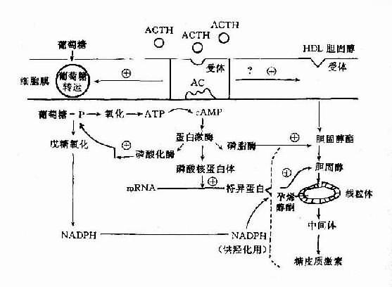 图11-18 acth作用机制示意图 hdl:高密度脂蛋白 ac