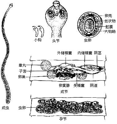 热卖/吡喹酮/奥奇赛/吡喹酮片犬猫驱虫药/绦虫/血吸虫/50片/瓶