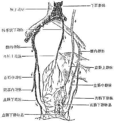 直肠上动脉是直肠供血中最主要的一支,来自肠系膜下动脉,在直肠上端