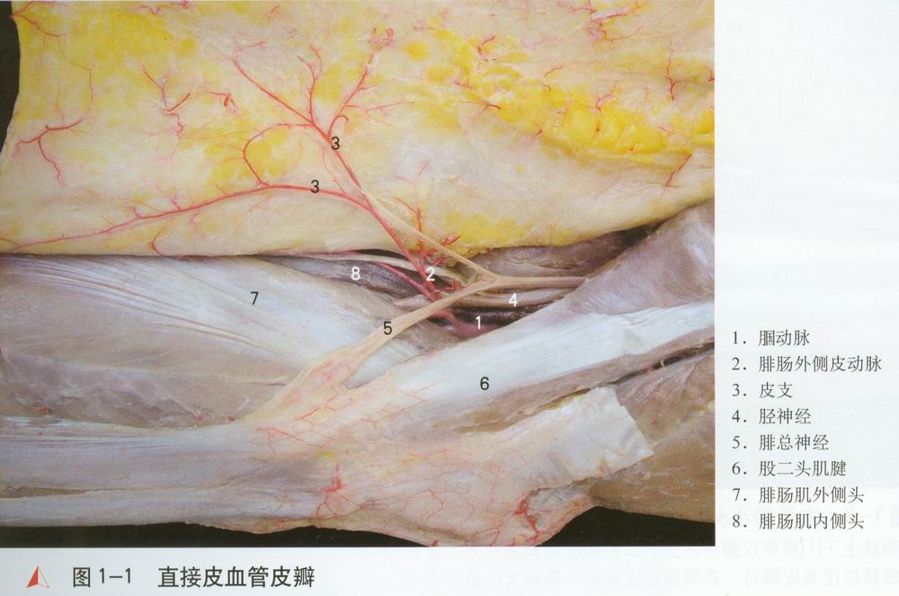 直接皮血管皮瓣    发出皮血管的血管主干[2]位置较浅或居于肌腔隙内